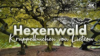 Im Hexenwald von Lietzow - Rügen Urlaub 2022 (4K Walk)