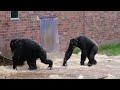 chester zoo chimps outside