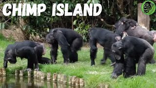 Chester Zoo Chimps Outside