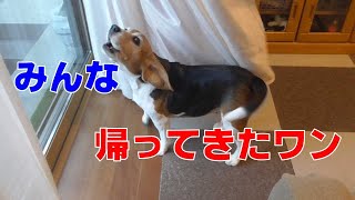 なつのおるすばん 【おてんばビーグルふくちゃん】その276