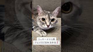 うちの猫ちゃんミッキーマウス風フェイスに変身だよ#cat #すこてぃっしゅふぉーるど #ねこのいる生活