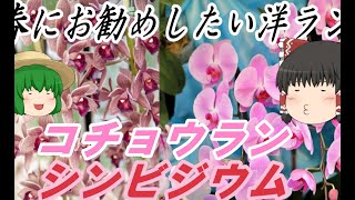 【ゆっくり植物解説】この春育てたい洋ラン　コチョウラン　シンビジウム