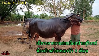 🐃บ่าวโจ🐃 // ⭐เปิดราคาควายสายเลือดปานสุรินทร์ท้องป๋ากล้อยหนองบัว⭐