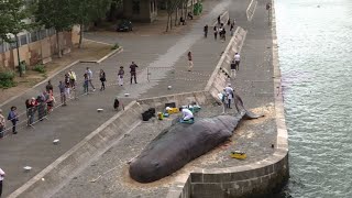 Une baleine échouée en plein Paris I AFP News