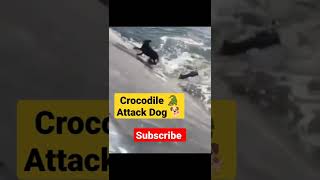 Crocodile 🐊 Attack Dog 🐕#shorts #ytshorts #viral #youtubeshorts #animals #wildlife #dog #crocodile