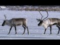 reindeer s amazing adaptations to living in snow snow animals bbc earth