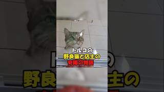 【トルコの野良猫と店主の奇跡の物語】#動物 #感動#shorts