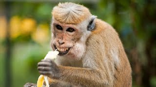 Funny Animals - Funny Monkey stealing Food