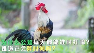 为什么公鸡每天都能准时打鸣？难道它会算时吗？看完明白了