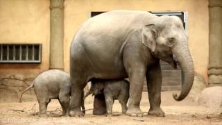 Neues Elefantenbaby im Tierpark Hagenbeck