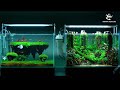 amazing betta fish tank collection aquarium tour care tips