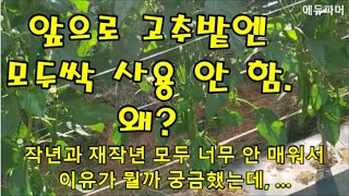 앞으로 고추밭엔 모두싹 사용 안 함. 왜?