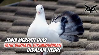 Berbagai Jenis Merpati Hias impor Yang TeLah BerhasiL Ditangkarkan DidaLam Negri