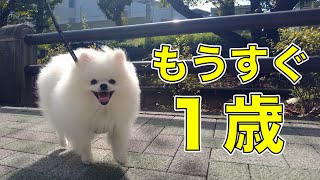 もうすぐ１歳になるポメラニアンが駒沢通りを歩く