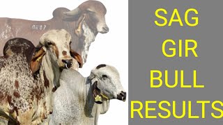 SAG GIR BULL RESULTS