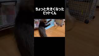 小さな毛玉ちゃんが遊ぶ姿に、成長を感じる