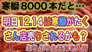 『今日は寒鰤8000本だと…残業確定か！』令和6年12月13日の激安魚屋@福井県敦賀市相木魚問屋