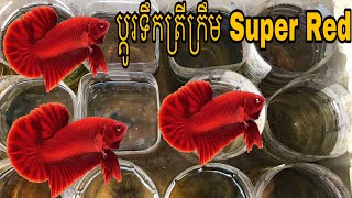 How Do I Water Change My Super Red Betta - ប្ដូរទឹកត្រីក្រឹម #waterchange #realbetta #superred