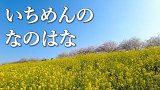 【千葉・関宿】江戸川沿いは菜の花最高！お城とセットで。