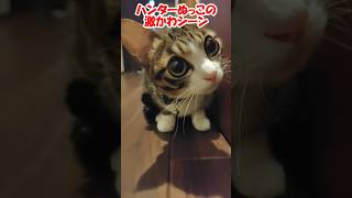 ハンターぬっこの激かわシーン【保護猫】