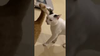 funny cute animal clips 20241222-1 #cat #kitten #dog #animal #animals #funny #cute #clips #video