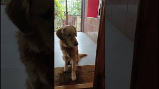 வணக்கம் யார் அங்கே⁉️‼️👋😀 #cute #trending #petdog #goldenretriever #Sparky #shorts