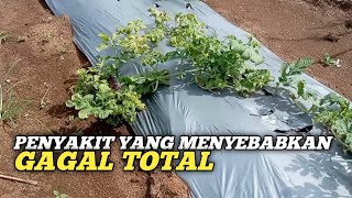 PENYAKIT YANG MENYEBABKAN GAGAL TOTAL PARA PETANI