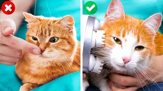 BEST PET GADGETS AND CRAFTS 🐕🐱 || Cute Tricks To Become Friends With Your Cats And Dogs