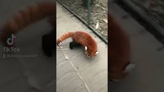 I’m not afraid of you. Let’s duel.#fy #fyp #trending #cute #redpanda #duel #redpandalovers