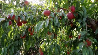 تعرف علي شجرة الخوخ الايرلي السكري من افضل انواع الخوخ في مصر Early peach in Egypt