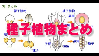 中１ 理科 植物の世界 【 種子植物 被子植物 裸子植物 】まとめ