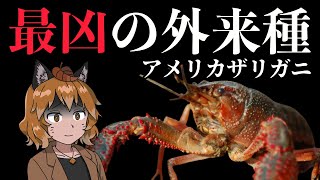 【ヤバい】史上最凶の外来種！？アメリカザリガニ