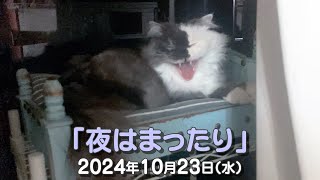 我が家の猫たち「夜はまったり」2024年10月23日(水) \