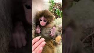 Monkeys, Baby monkey videos   BeeLee Monkey Fans #Shorts EP1226