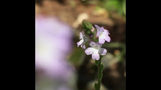 Verbena officinalis (Vervain)