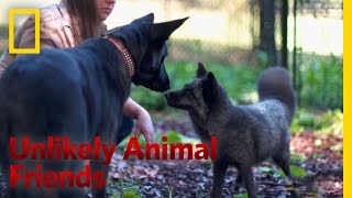 Foxy Friends | Unlikely Animal Friends