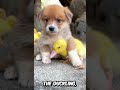 a stray puppy got adopted by mommy duck 🦆