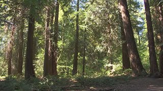 YOUR VOICES: Increasing access and equality for all on local hiking trails | KIRO 7 News
