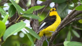 Spot-breasted Oriole Babies