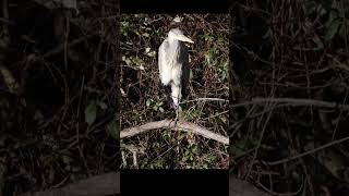 Grey heron dancing on a stick