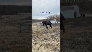 Blaze says see ya! #horse #farmanimalrescue #animalrescue #horses #equestrian