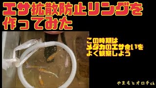 メダカのエサ拡散防止リングを作ってみた#メダカ #ダイソー #エサ拡散防止リング