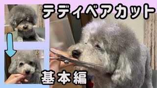 【セルフトリミング】トイプードルのテディベアカットの仕方