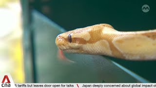 ACRES received 15 tip-offs for illegal snake-keeping last year