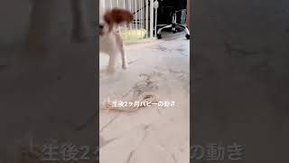 生後2ヶ月のキャバリア子犬の動きはほぼウサギだった