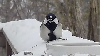 雪をついばむシジュウカラ・・（八ヶ岳本日のかわいいお客さま速報2022/01/13)