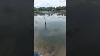 how to put lime stone in the reservour pond