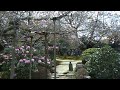 天台宗魚山大原寺「実光院」の旧普賢院庭園（契心園）！の桜の庭