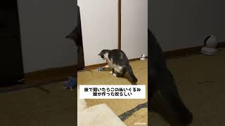 娘が作ったぬいぐるみをボロボロにするグリ　#癒し #cat #funnyshorts #cute #funnyvideo #animal #funnycat