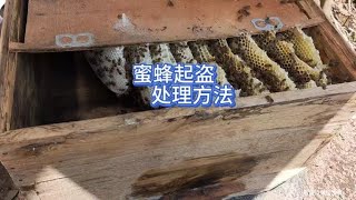 蜜蜂起盗处理方法